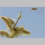 Nomada lathburiana - Wespenbiene 03 - Sandgrube Niedringhaussee.jpg